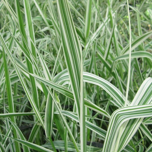 Anglo Aquatics Anglo Aquatics Phalaris Arundinacea Var Picta 9cm