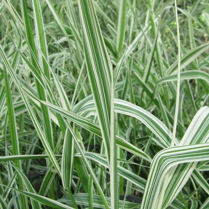 DIS : Anglo Aquatics Phalaris Arundinacea Var Picta 10 Litre