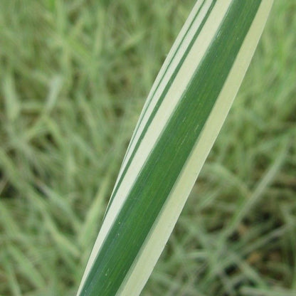 Anglo Aquatics Anglo Aquatics Phalaris Arundinacea Var Picta 9cm