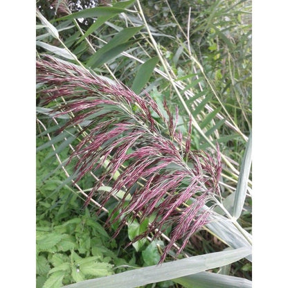 Anglo Aquatics Anglo Aquatics Phragmites Australis 9cm 3 Pack