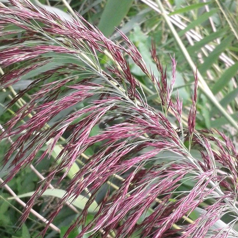 Anglo Aquatics Anglo Aquatics Phragmites Australis 9cm 3 Pack