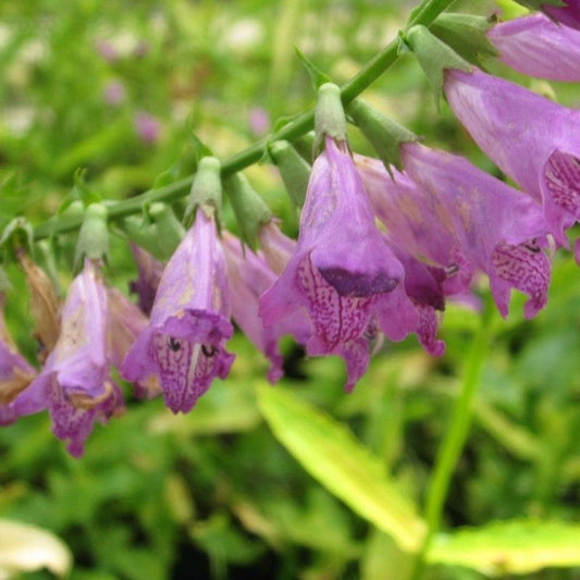 DIS : Anglo Aquatics Physostegia Virginiana 9Cm - 3 Pack