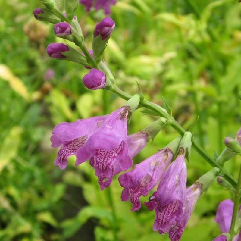 Anglo Aquatics Anglo Aquatics Physostegia Virginiana 9cm