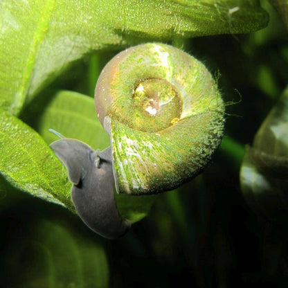 Anglo Aquatics Ramshorn Snails Planorbis Corneus 5 Pack