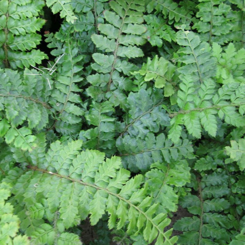 Anglo Aquatics Anglo Aquatics Polystichum Polyblepharum 9cm 3 Pack