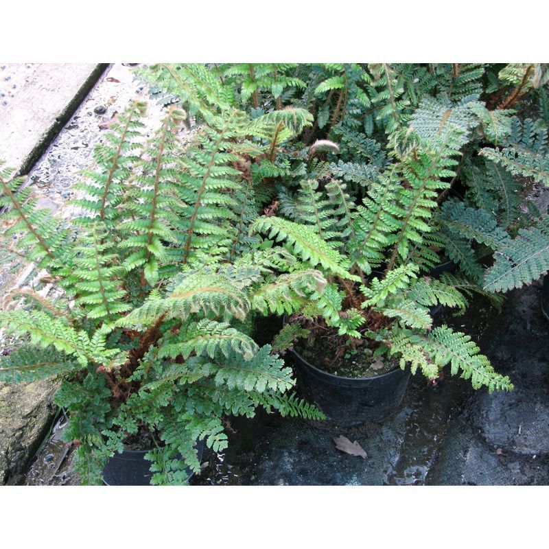 Anglo Aquatics Anglo Aquatics Polystichum Polyblepharum 9cm 3 Pack