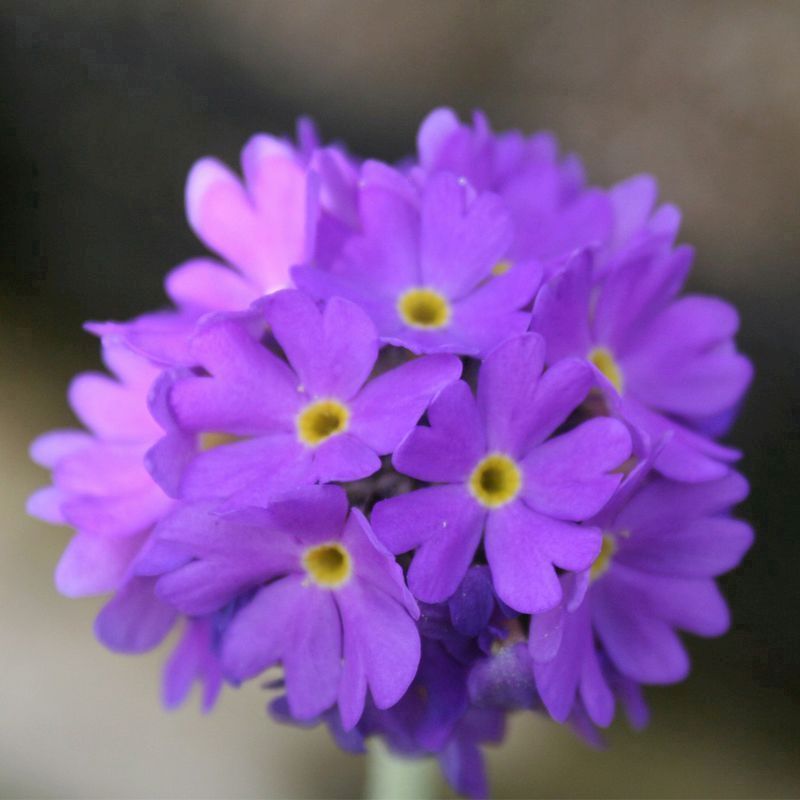 Anglo Aquatics Anglo Aquatics Primula Denticulata 9cm 3 Pack