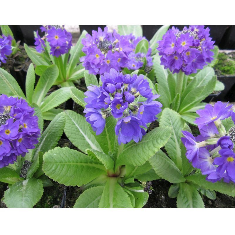 Anglo Aquatics Anglo Aquatics Primula Denticulata 9cm 3 Pack