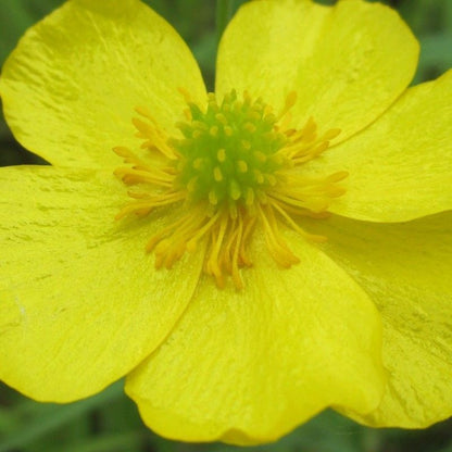 Anglo Aquatics Anglo Aquatics Ranunculus Flammula 9cm