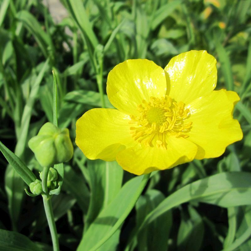 Anglo Aquatics Anglo Aquatics Ranunculus Lingua Grandiflorus 1 Litre