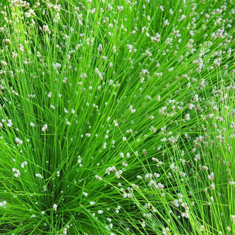 Anglo Aquatics Anglo Aquatics Scirpus Cernuus 1 Litre