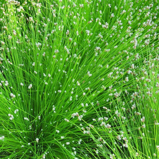 Anglo Aquatics Anglo Aquatics Scirpus Cernuus 2 Litre