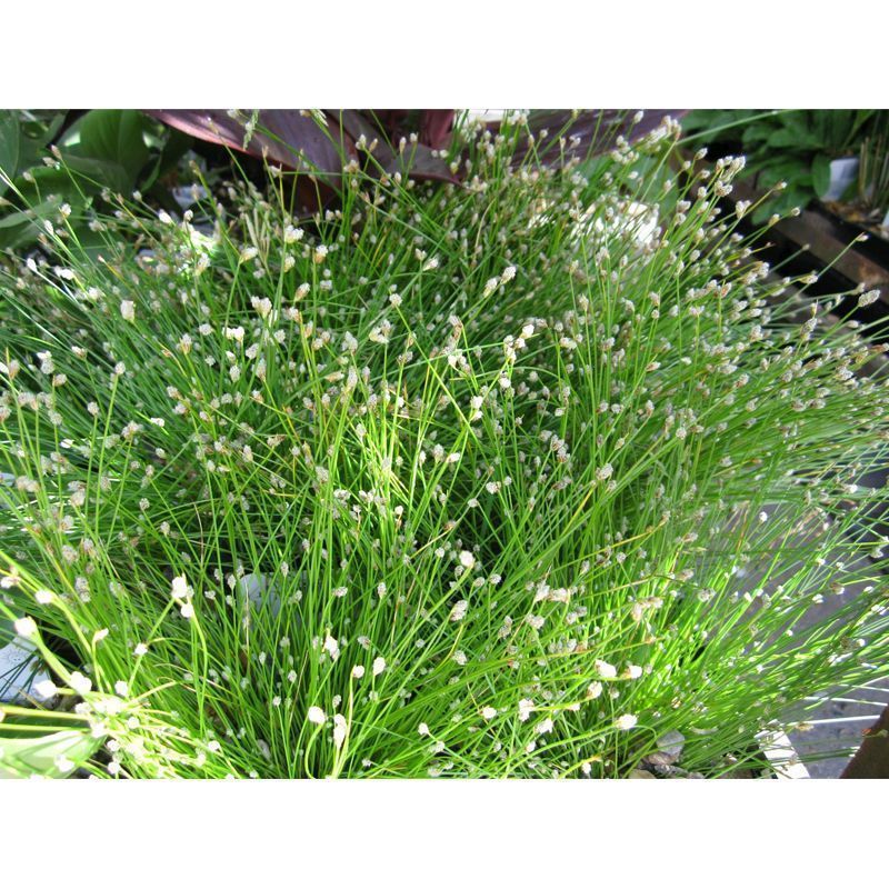 Anglo Aquatics Anglo Aquatics Scirpus Cernuus 1 Litre