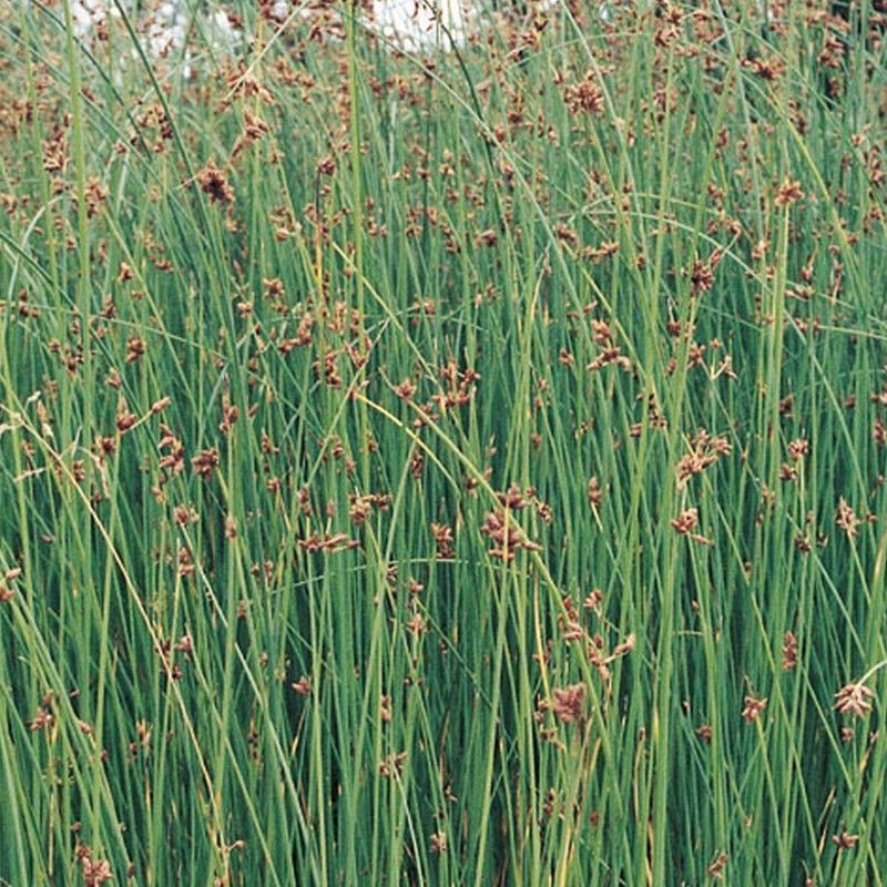 Anglo Aquatics Anglo Aquatics Scirpus Lacustris 3 Litre