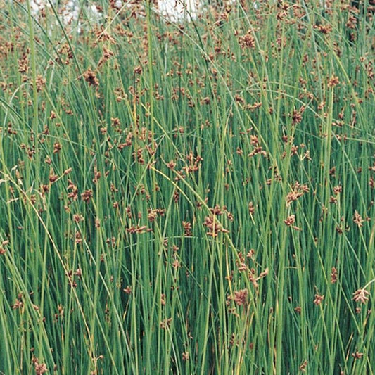 Anglo Aquatics Anglo Aquatics Scirpus Lacustris 9cm 3 Pack