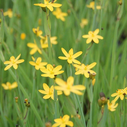 Anglo Aquatics Anglo Aquatics Sisyrinchium Californicum 9cm 3 Pack