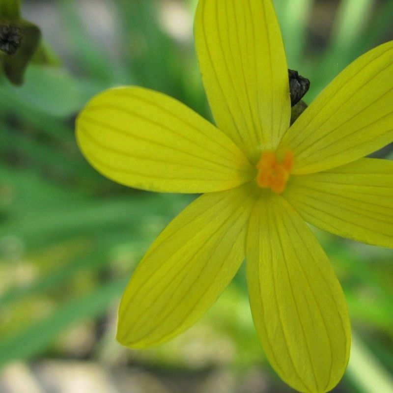 Anglo Aquatics Anglo Aquatics Sisyrinchium Californicum 9cm