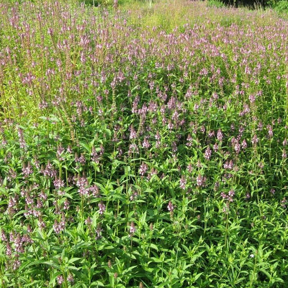 Anglo Aquatics Anglo Aquatics Stachys Palustris 3 Litre