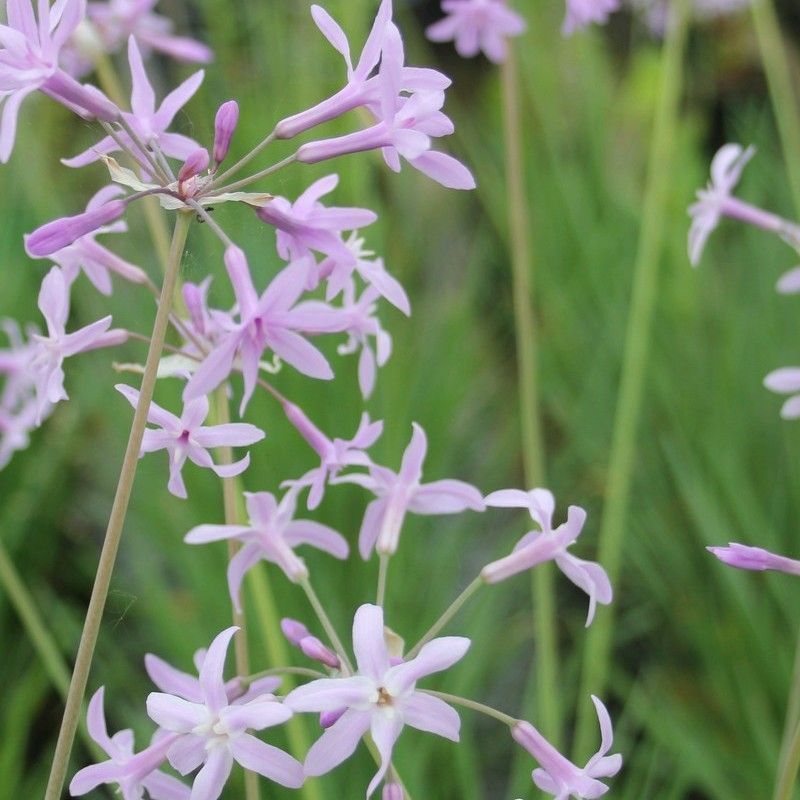 Anglo Aquatics Anglo Aquatics Tulbaghia Violacea 1 Litre 3 Pack