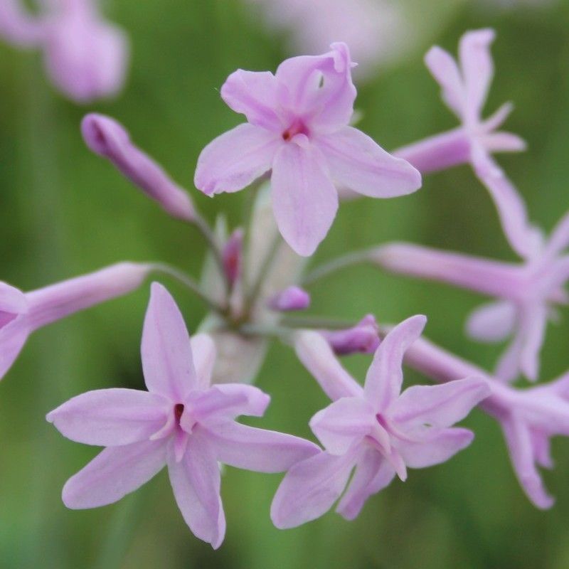 Anglo Aquatics Anglo Aquatics Tulbaghia Violacea 1 Litre 3 Pack