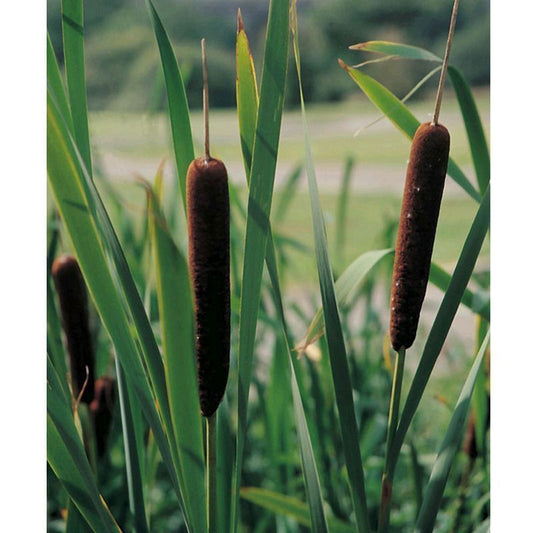 Anglo Aquatics Anglo Aquatics Typha Angustifolia 9cm