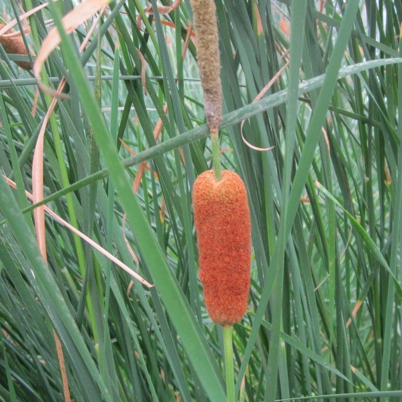 Anglo Aquatics Anglo Aquatics Typha Gracilis 1 Litre 3 Pack