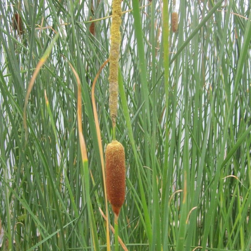 Anglo Aquatics Anglo Aquatics Typha Gracilis 9cm 3 Pack