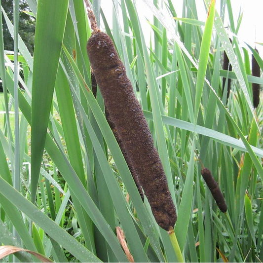 Anglo Aquatics Anglo Aquatics Typha Latifolia 9cm 3 Pack