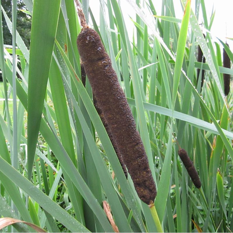 Anglo Aquatics Anglo Aquatics Typha Latifolia 9cm