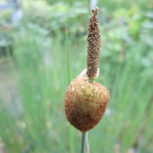 Anglo Aquatics Anglo Aquatics Typha Minima 9cm