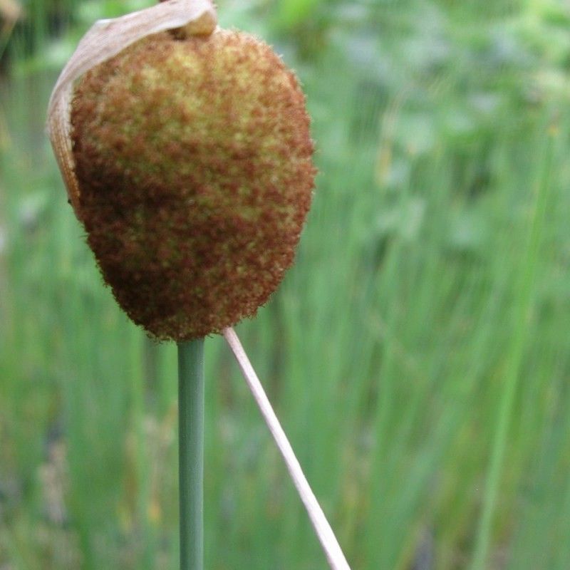 Anglo Aquatics Anglo Aquatics Typha Minima 9cm