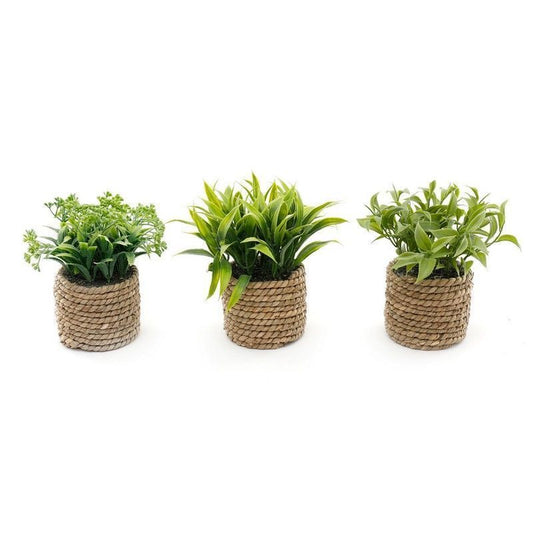 Scarthingwell 3x Rope Faux Succulent Seagrass - 8.5cm