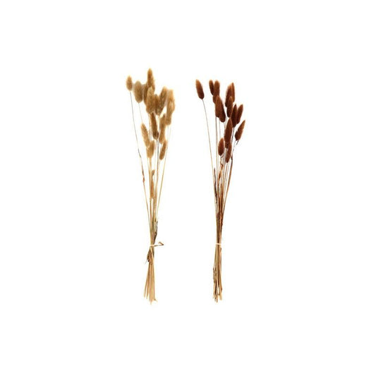 Geko Set of Two Natural Dried Lagarus Bouquets in Cream & Brown