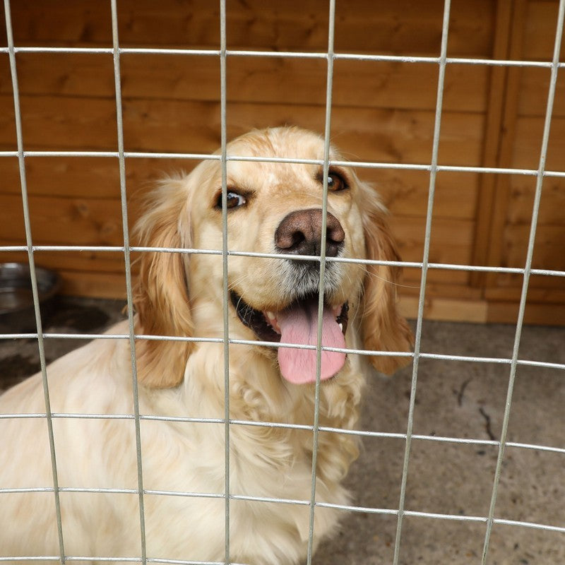 Essentials Mercia Berkshire 11' 5" x 4' 1" Dog Kennel - Premium Dip Treated Tongue & Groove