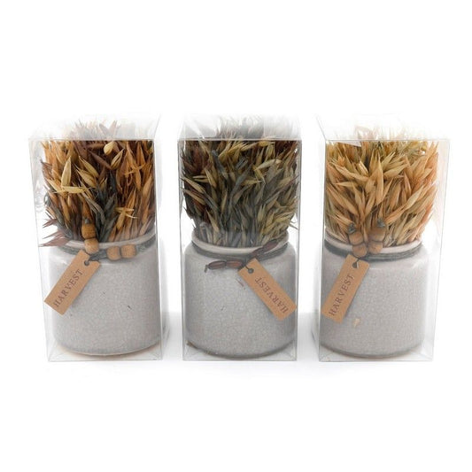 Geko Set of 3 Dried Grasses In Ceramic Pots