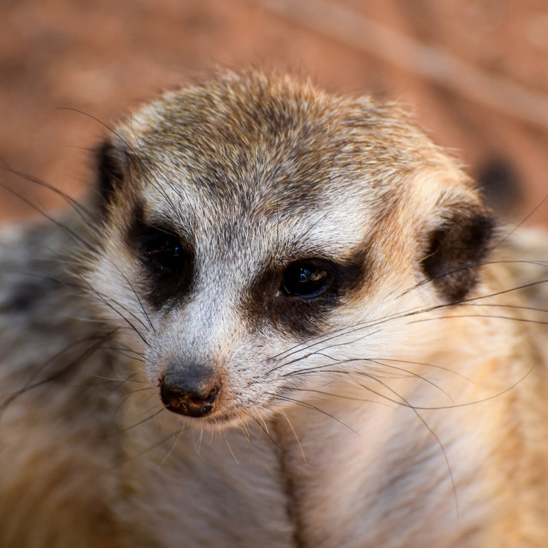 Meet the Meerkats - Gift Experience for Two