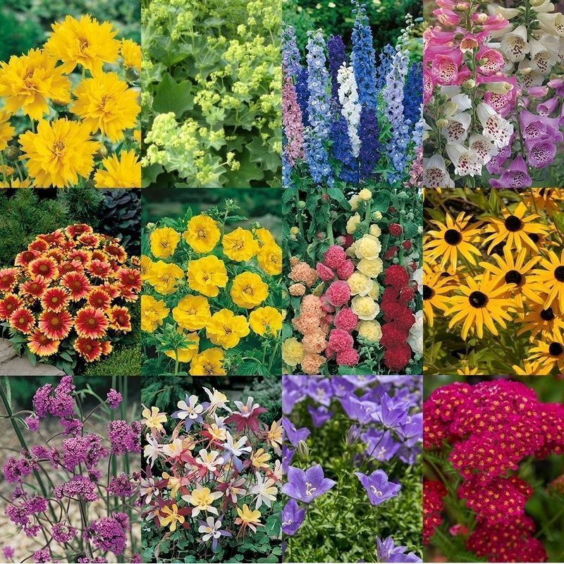 Buy Cottage Garden Perennials 12x Plugs Online at Cherry Lane