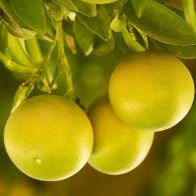Grapefruit Citrus 6L - Single Mature Plant