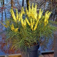 Mahonia Eurybracteata 'Soft Caress' - Single Established Plant