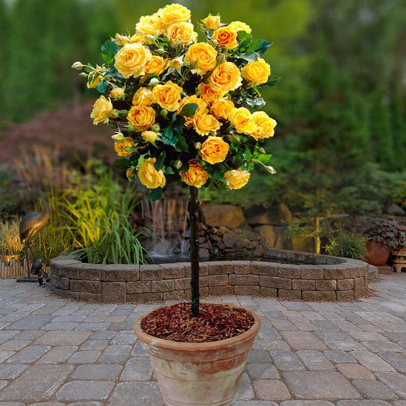 Buy Patio Standard Roses Collection - Online at Cherry Lane