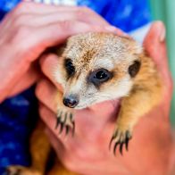 See more information about the Animal Encounters - Gift Experience