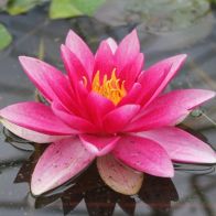 See more information about the Anglo Aquatics Nymphaea Attraction 1 Litre