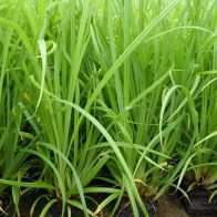 See more information about the Anglo Aquatics Carex Pendula 1 Litre