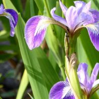 Anglo Aquatics Iris Versicolor 9cm