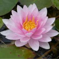 See more information about the DIS : Anglo Aquatics Nymphaea Mrs Richmond 1 Litre