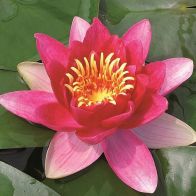 See more information about the Anglo Aquatics Nymphaea Vesuve 3 Litre