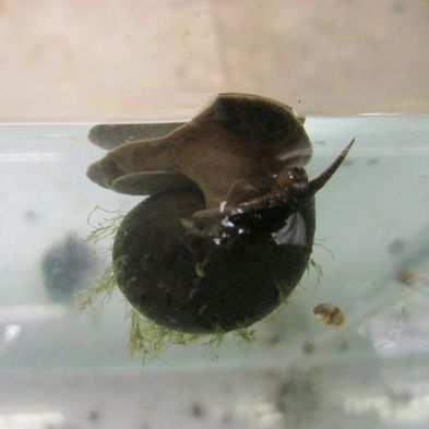 See more information about the Anglo Aquatics Trapdoor Snails Viviparus Viviparus 5 Pack