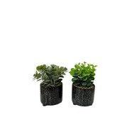 See more information about the 2x Faux Succulent Ceramic Dark Grey - 20cm