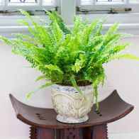 Sword Fern Nephrolepis Green Moment Indoor Plant 12cm Pot